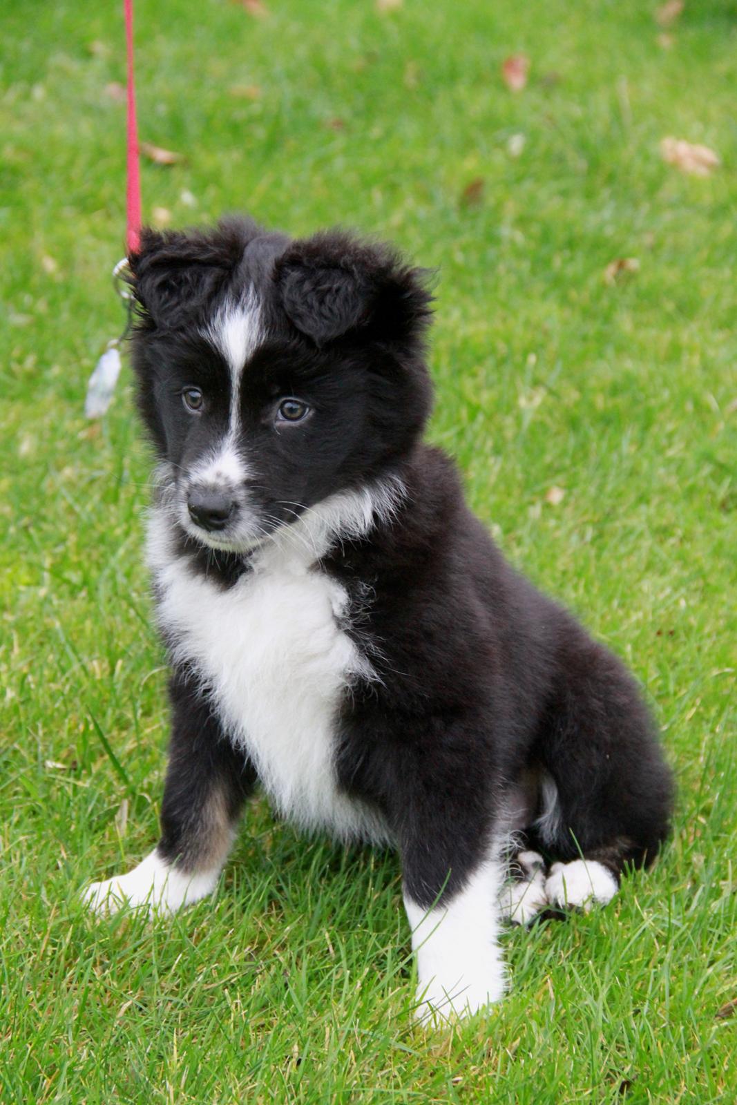 Blanding af racer Abby  billede 2