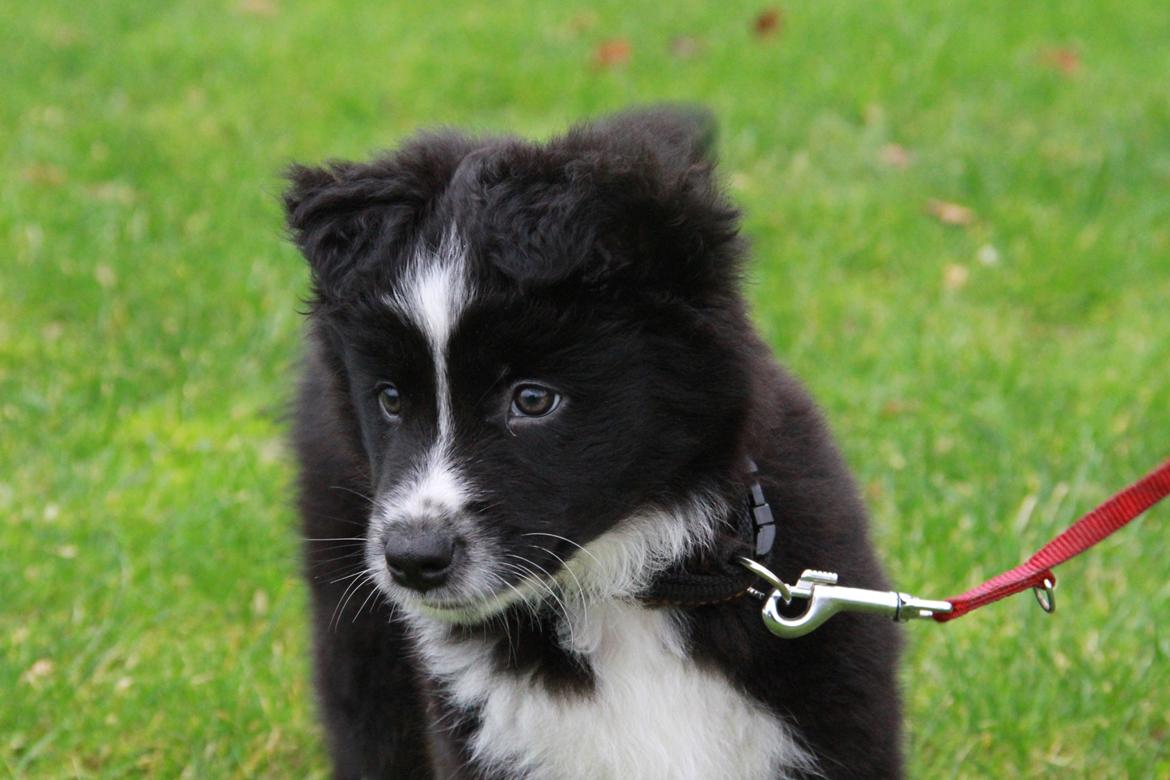 Blanding af racer Abby  billede 4