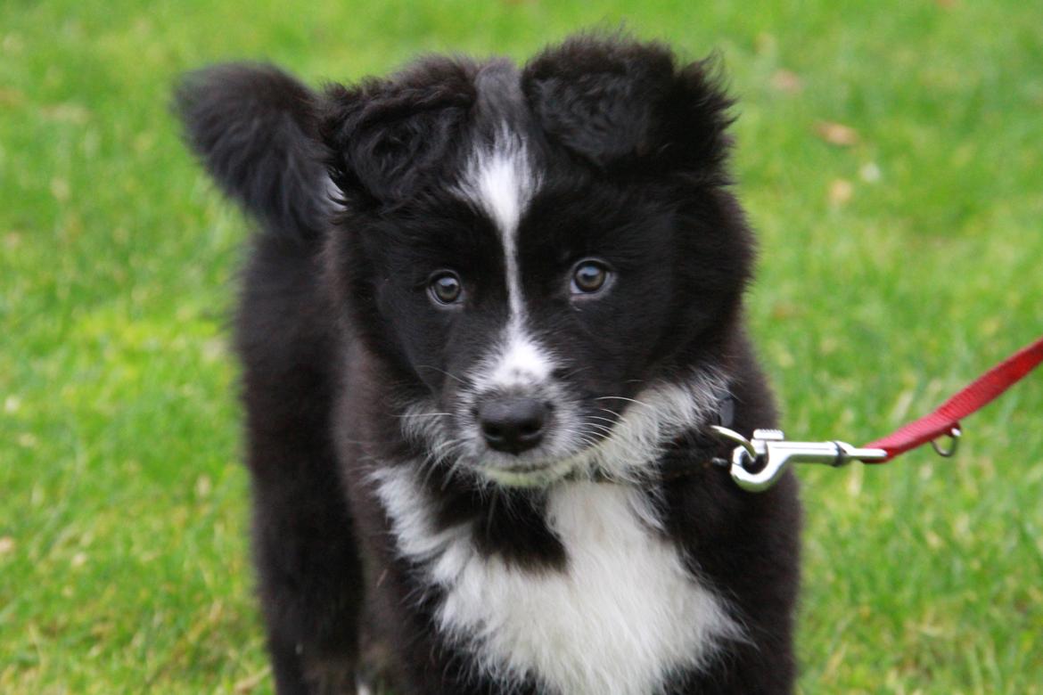 Blanding af racer Abby  billede 5