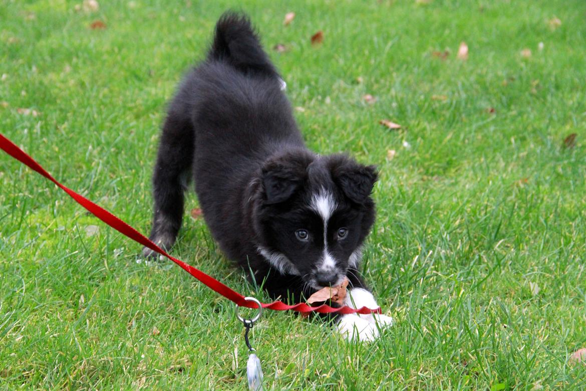 Blanding af racer Abby  billede 6