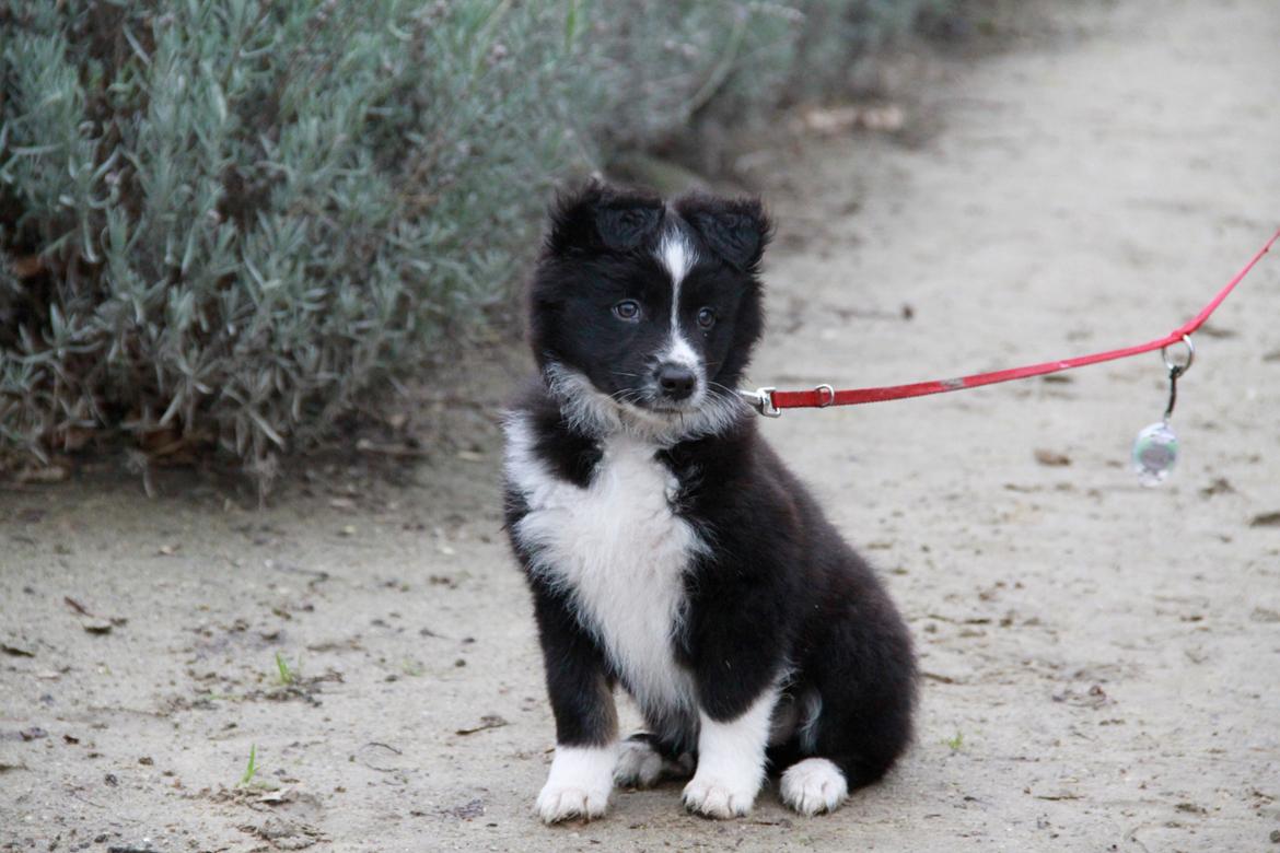 Blanding af racer Abby  billede 7