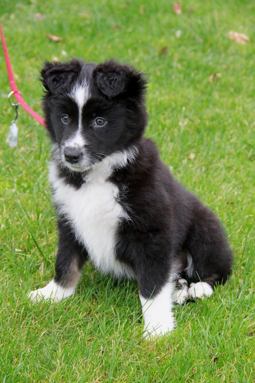 Blanding af racer Abby  billede 3