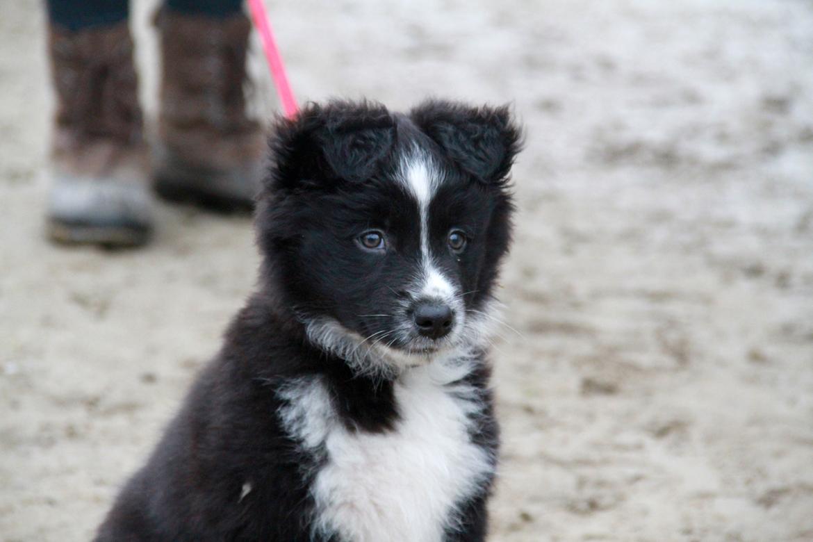 Blanding af racer Abby  billede 9