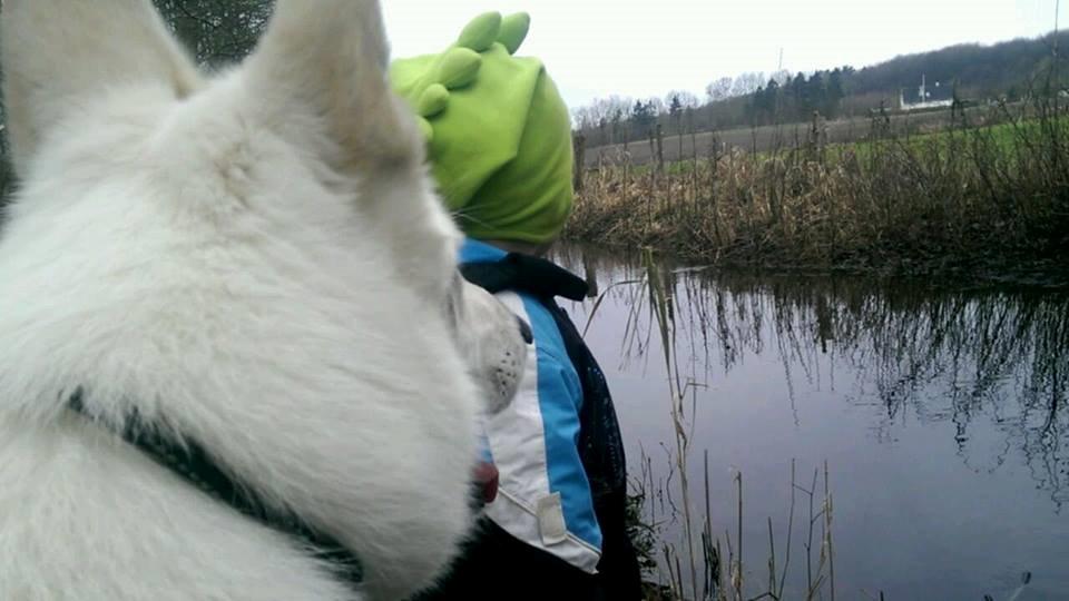 Hvid schæfer Walledyret 6 Marts 2006- 20 Dec. 2015 - 20 dec.2015  50 m længere oppe af stien falder hun om.. Walle skat...VIL ALTID ELSKE DIG!  billede 2