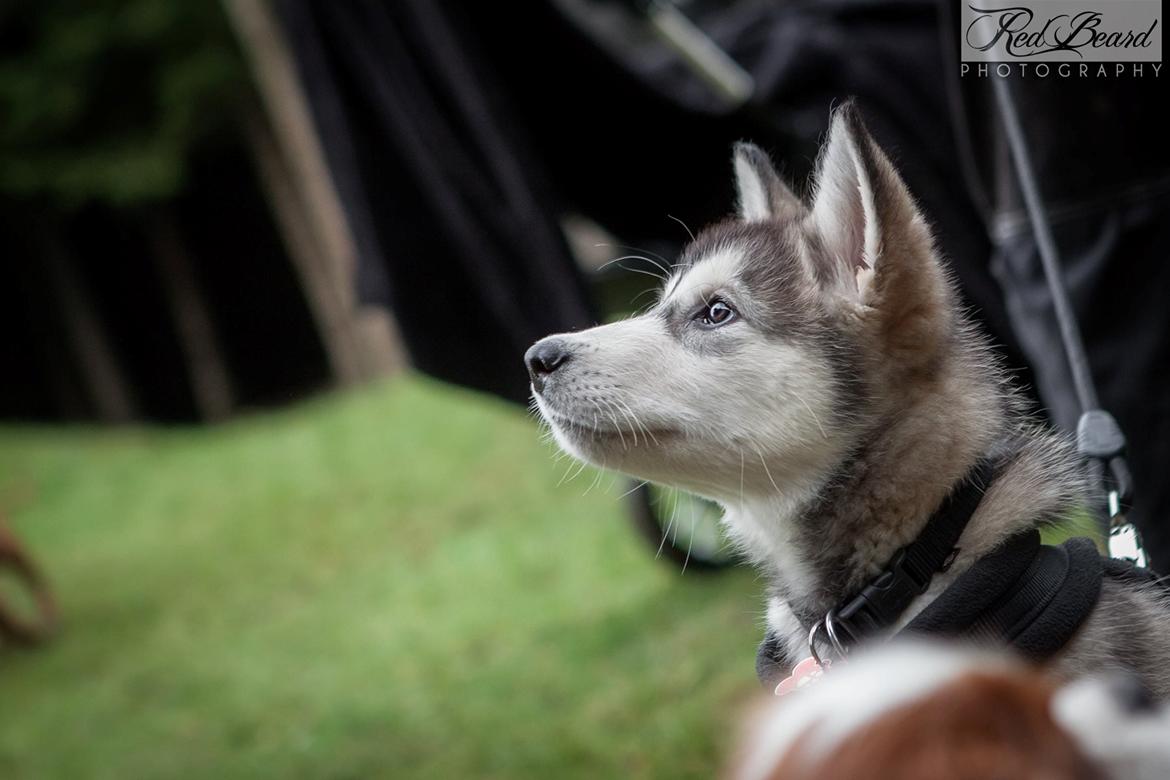 Alaskan malamute Shiva - 20-12-15 billede 2
