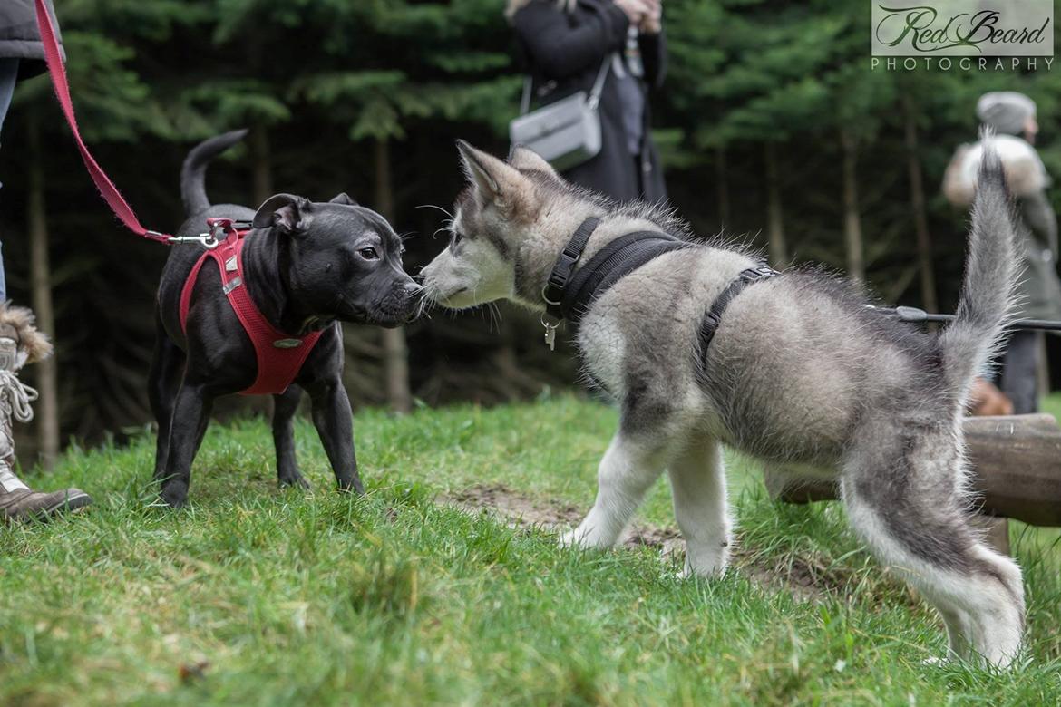 Alaskan malamute Shiva - 20-12-15 billede 4