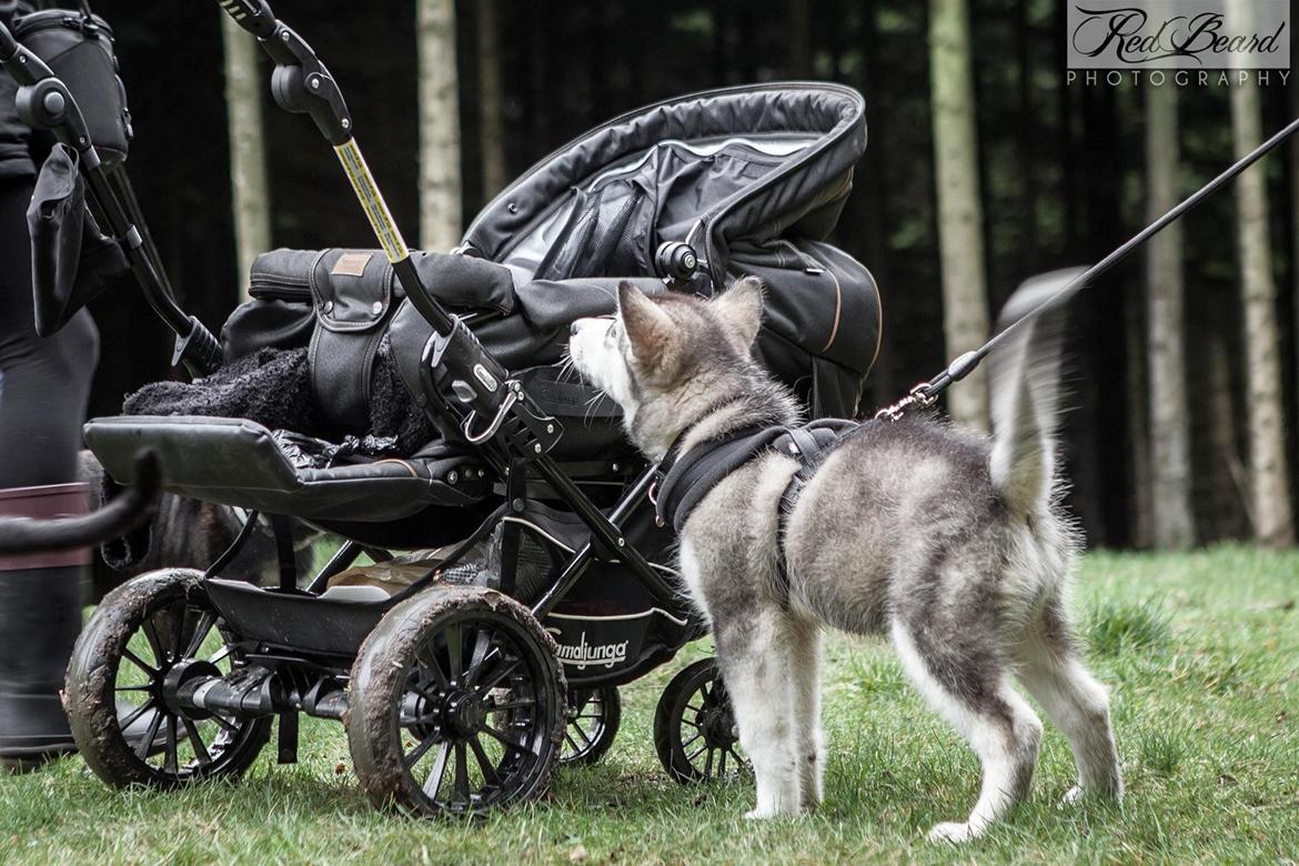 Alaskan malamute Shiva - 20-12-15 billede 3