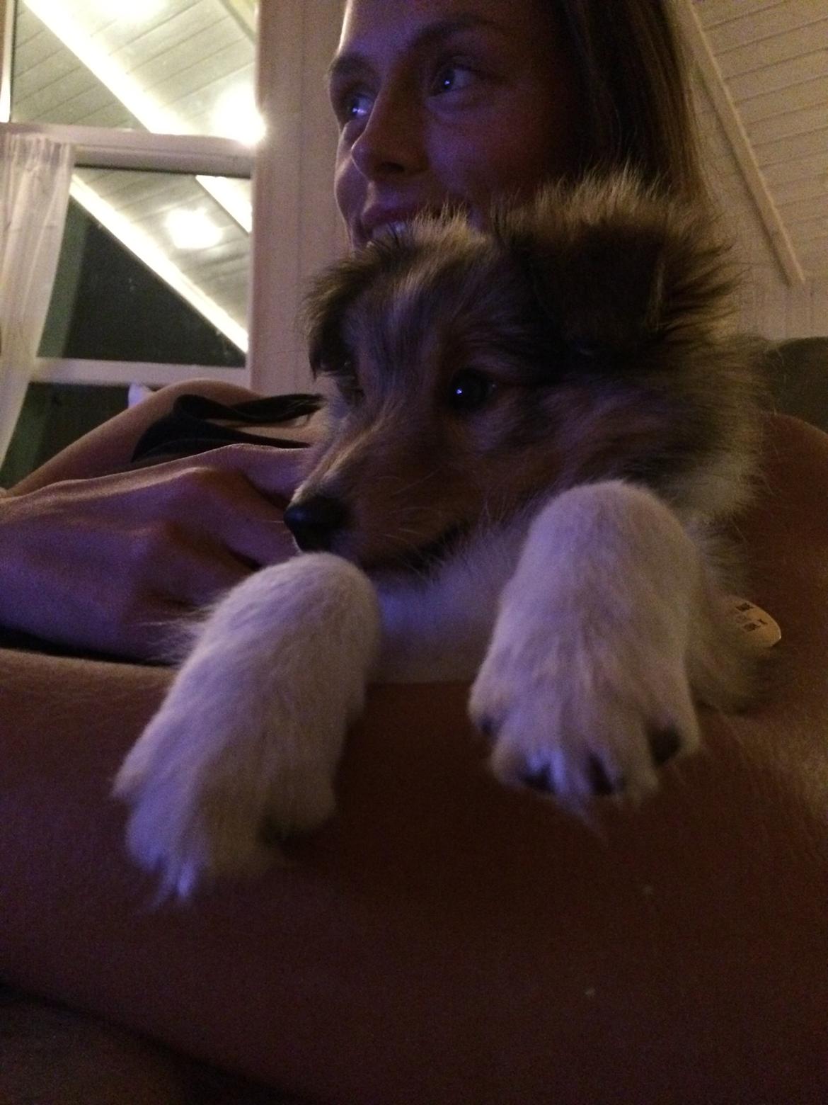Shetland sheepdog Canto - Ser lige tv med sin mor billede 35