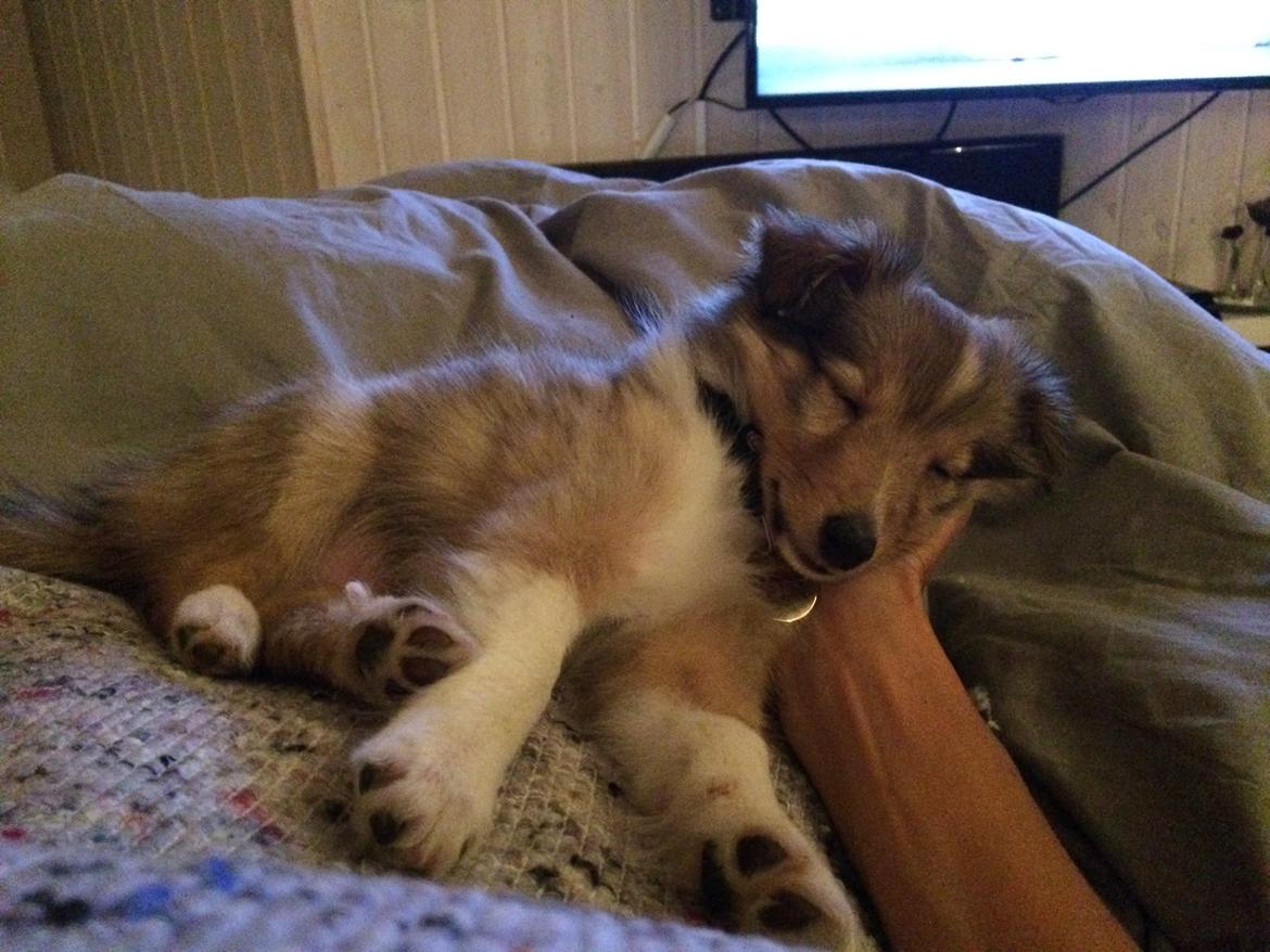 Shetland sheepdog Canto billede 38