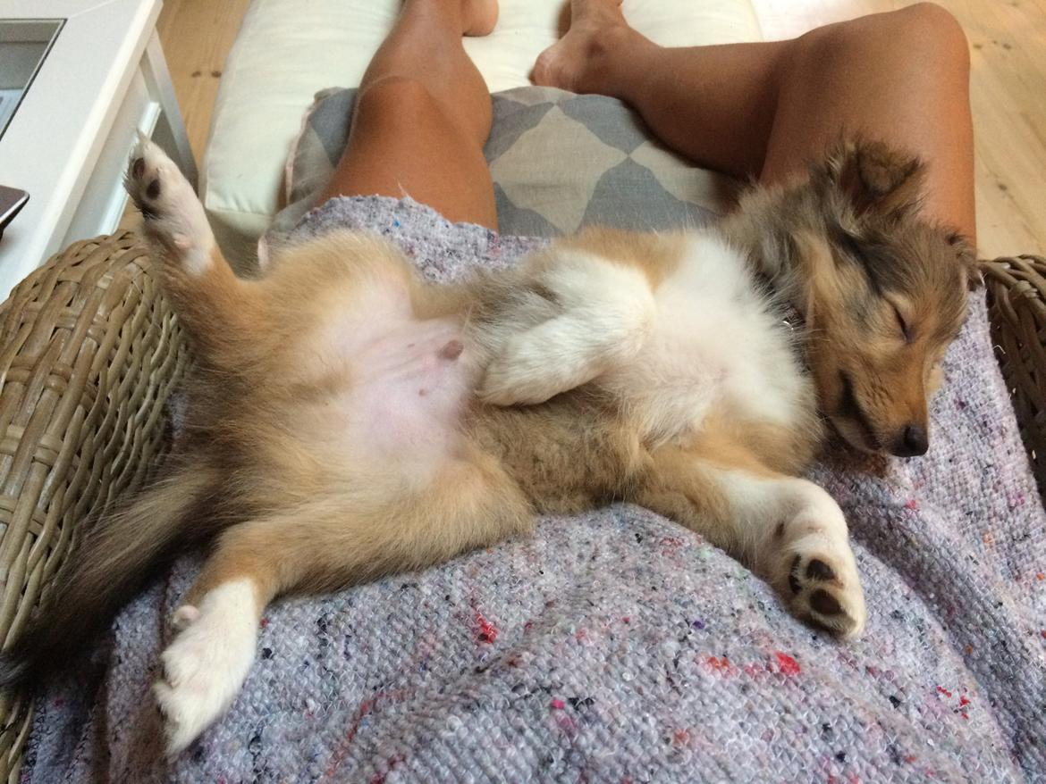 Shetland sheepdog Canto - Gået kold ;-) billede 44