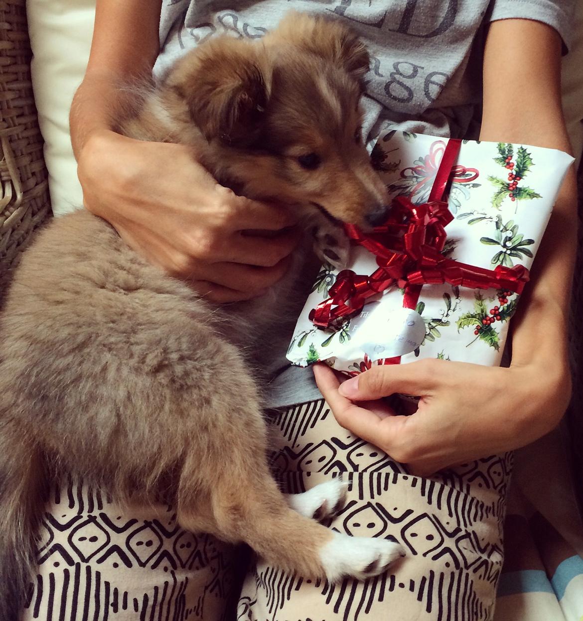 Shetland sheepdog Canto - Tidlig julegave. Næsten mere vild med gavebåndet end med indholdet :-D billede 31