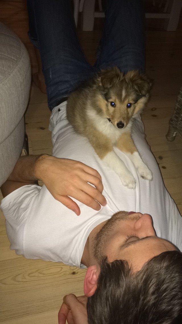 Shetland sheepdog Canto - Canto 9 uger :-) billede 30