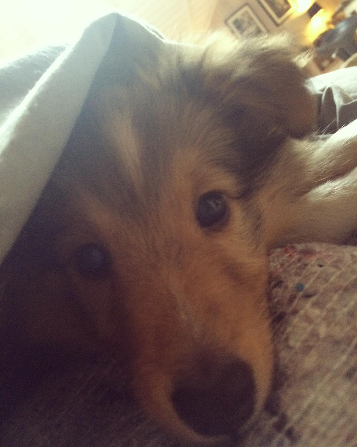 Shetland sheepdog Canto - ❤️ billede 41