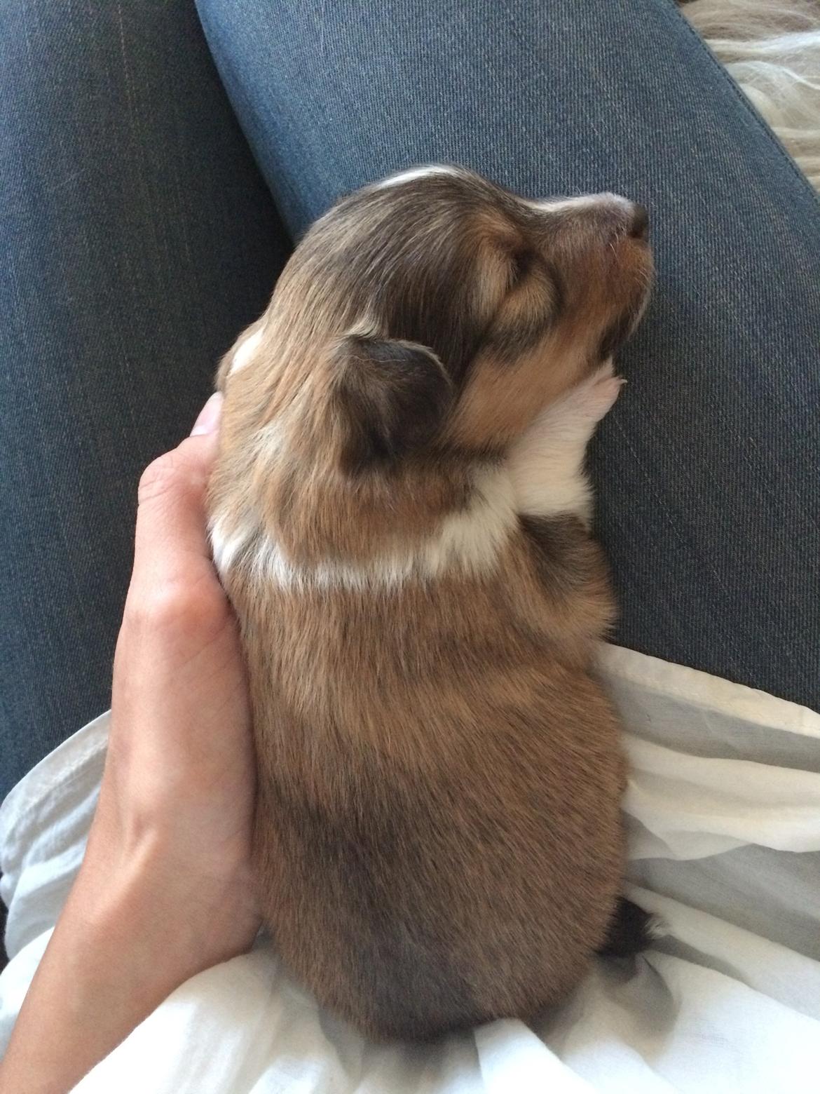 Shetland sheepdog Canto - Canto 2 uger gammel <3 billede 50