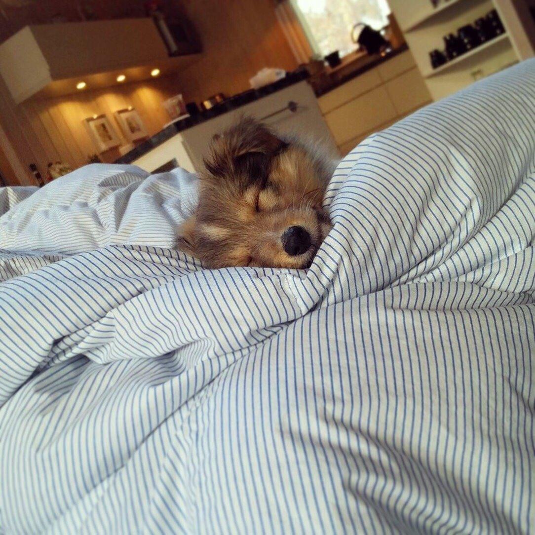 Shetland sheepdog Canto billede 33