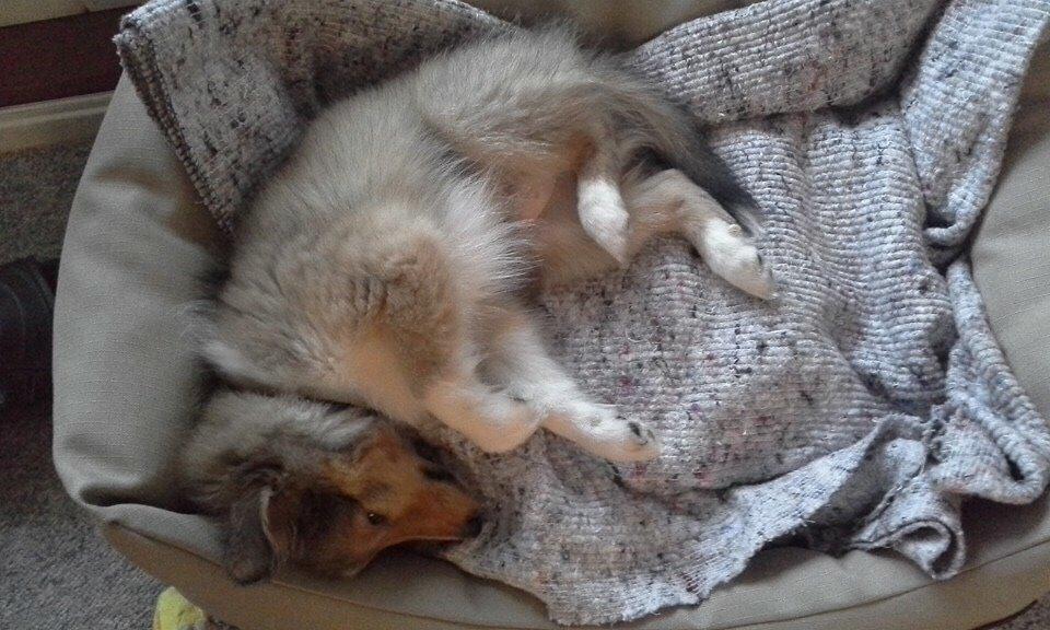 Shetland sheepdog Canto billede 29