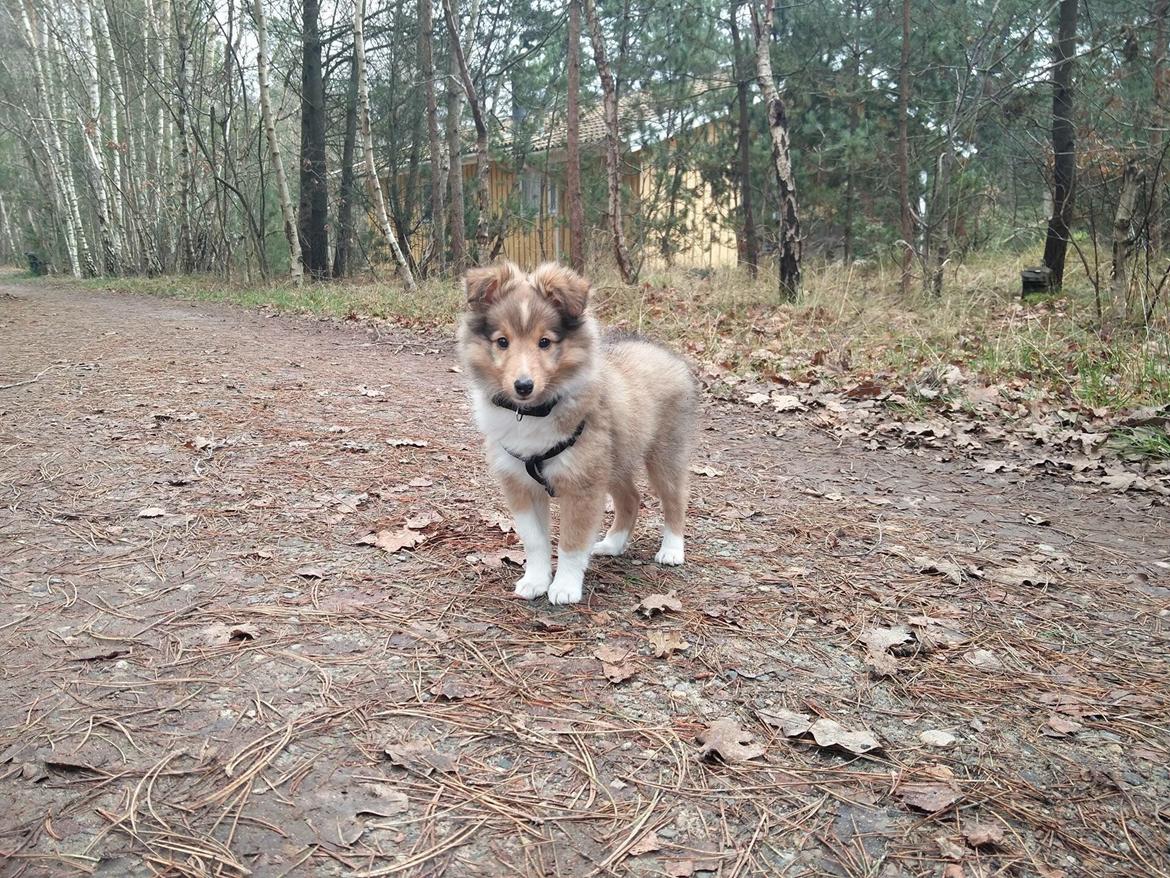 Shetland sheepdog Canto - Velkommen til Canto's profil:-) billede 1