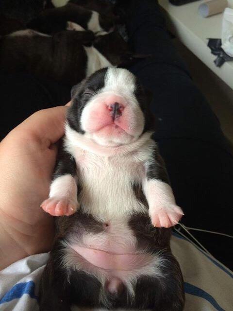 Boston terrier Hearts with Loves Feodora billede 2