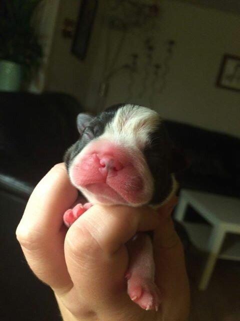 Boston terrier Hearts with Loves Feodora billede 1