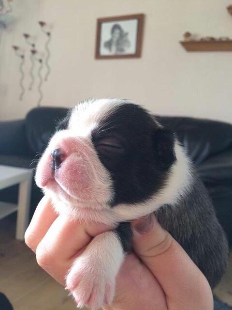 Boston terrier Hearts with Loves Feodora billede 3