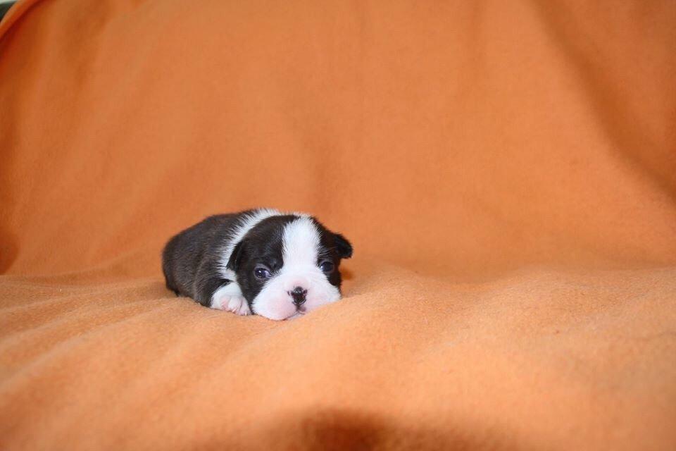 Boston terrier Hearts with Loves Feodora billede 5