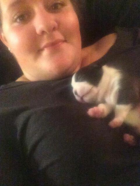 Boston terrier Hearts with Loves Feodora billede 4