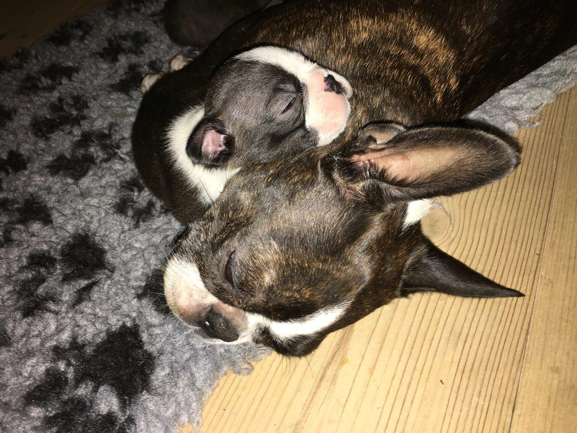 Boston terrier Hearts with Loves Feodora billede 6