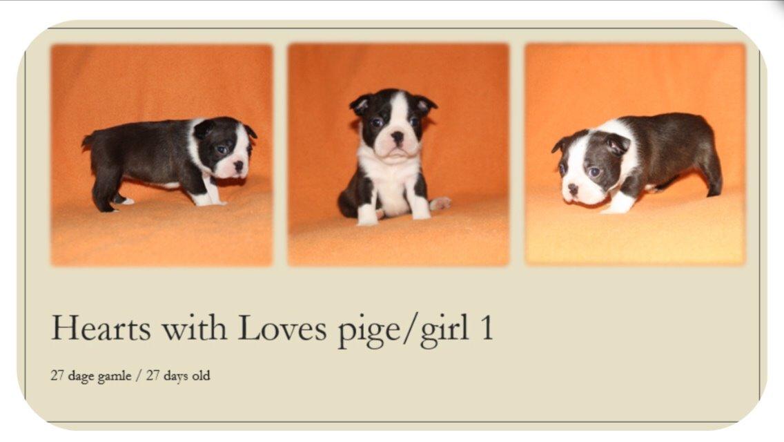Boston terrier Hearts with Loves Feodora billede 7