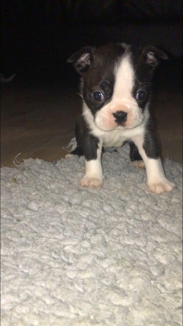 Boston terrier Hearts with Loves Feodora billede 8