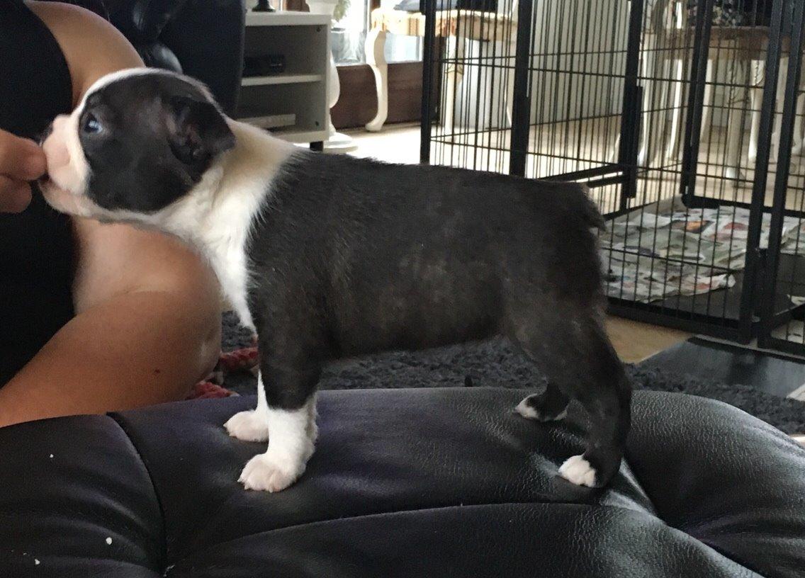 Boston terrier Hearts with Loves Feodora billede 9