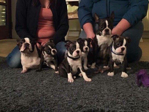 Boston terrier Hearts with Loves Feodora billede 11
