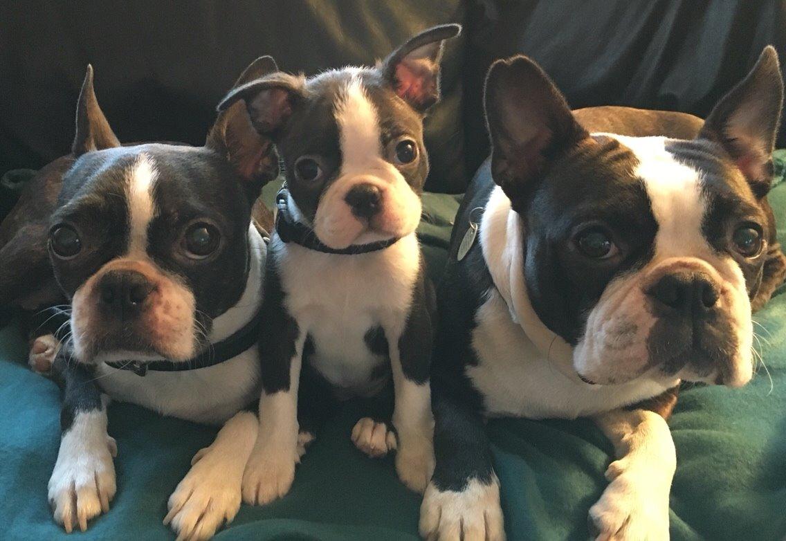 Boston terrier Hearts with Loves Feodora billede 12