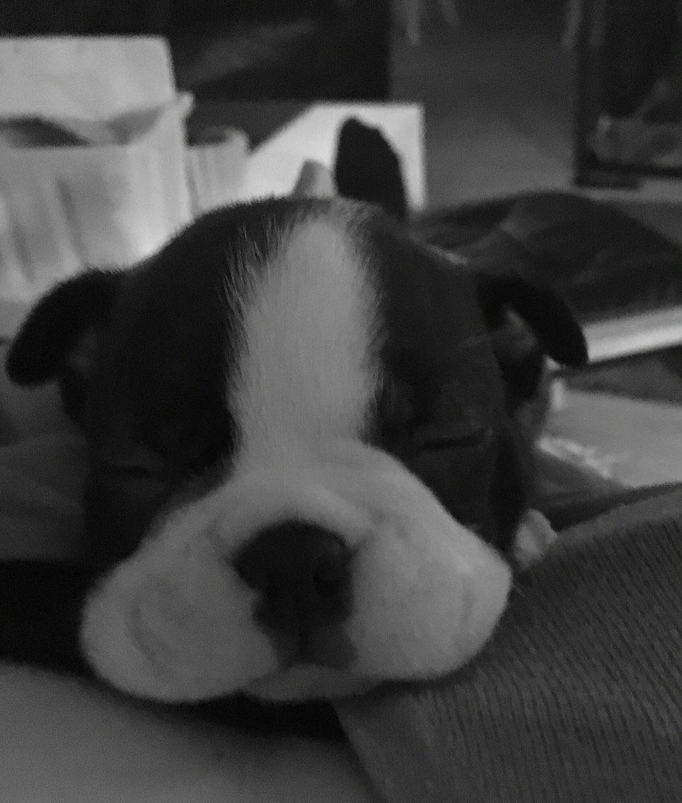 Boston terrier Hearts with Loves Feodora billede 10