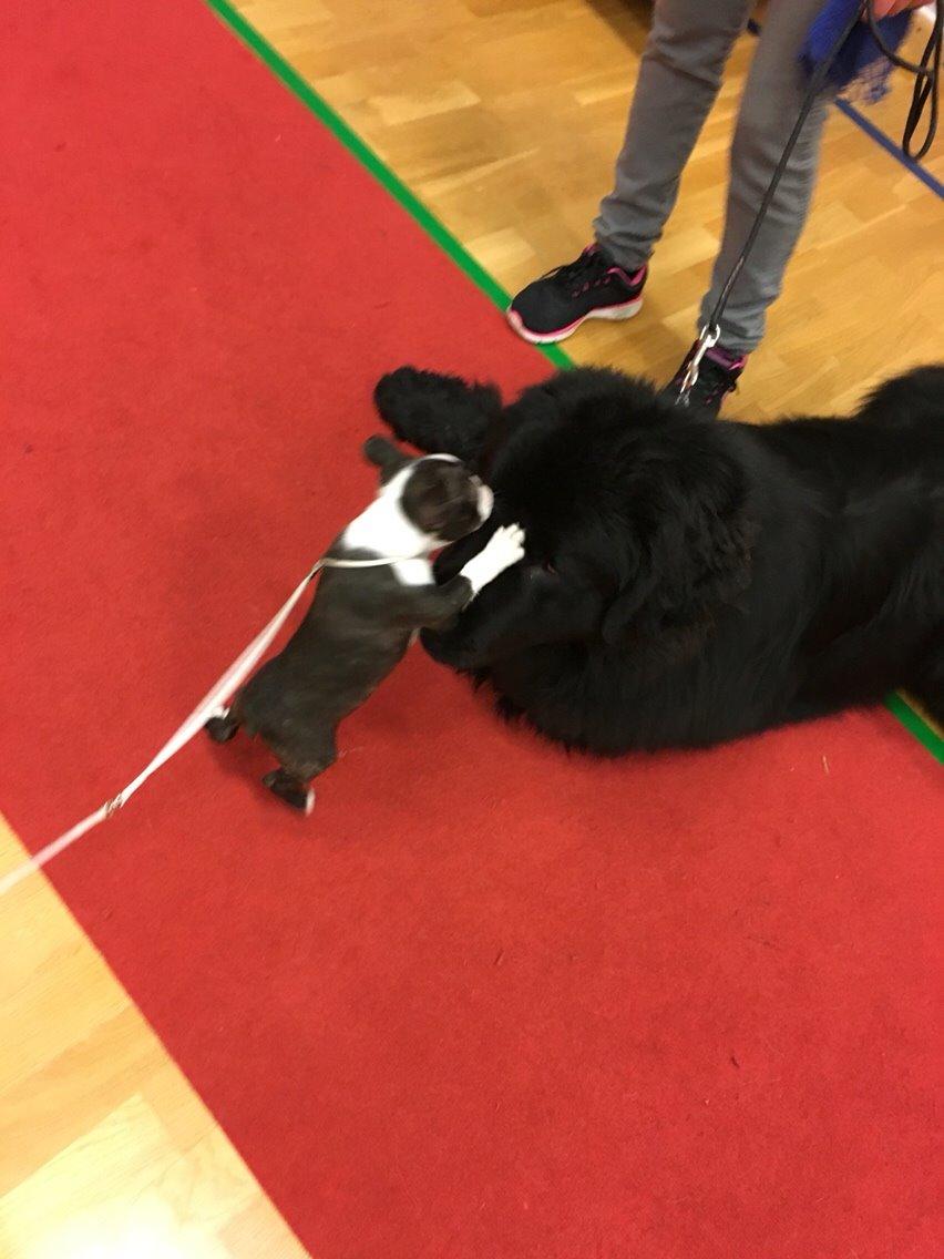 Boston terrier Hearts with Loves Feodora billede 14