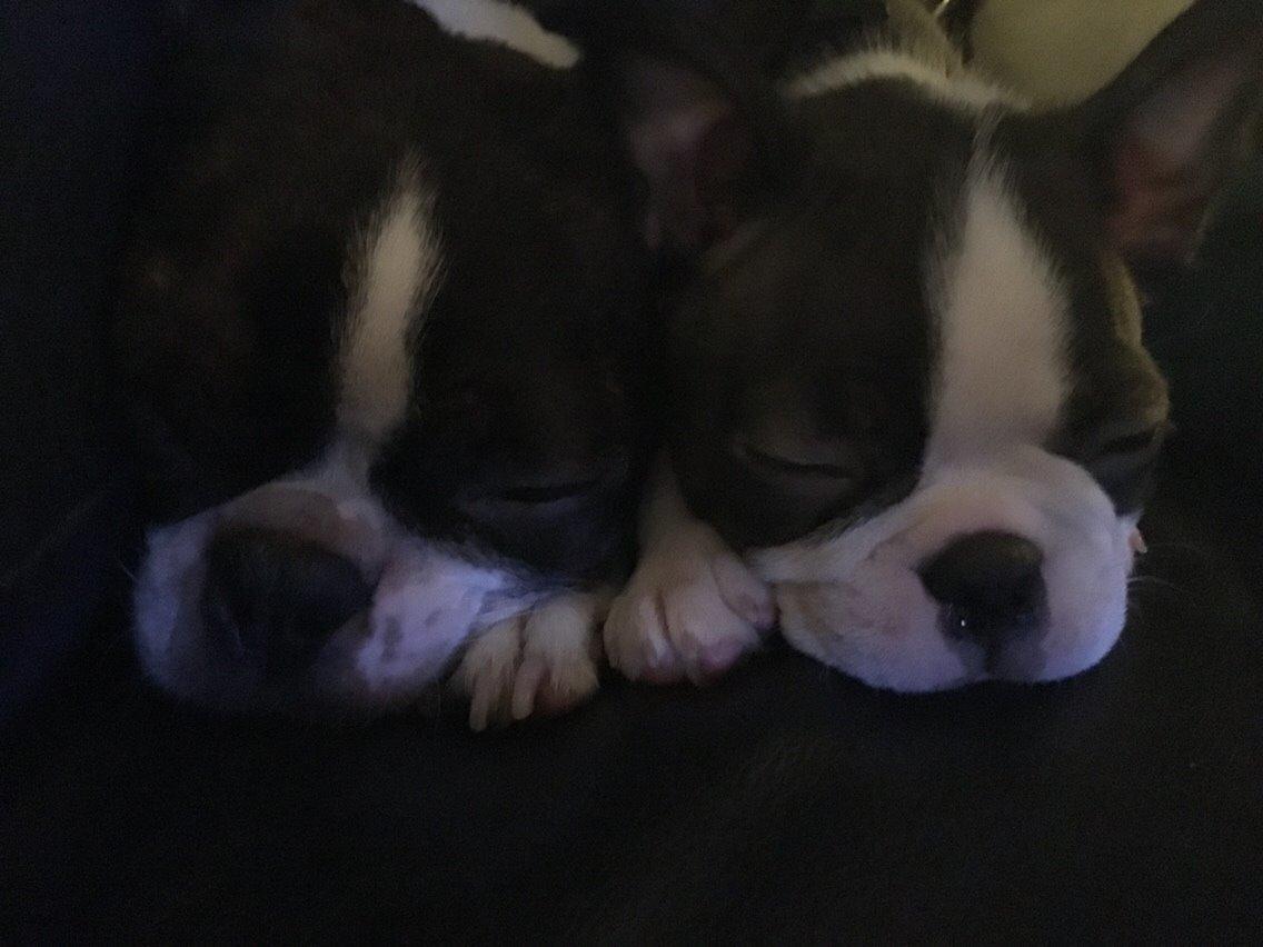 Boston terrier Hearts with Loves Feodora billede 13