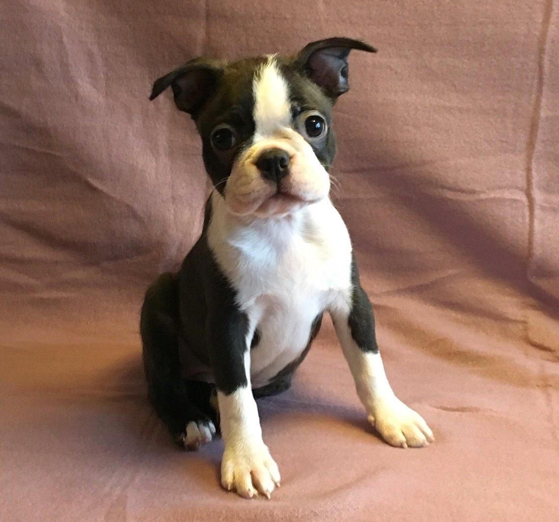 Boston terrier Hearts with Loves Feodora billede 15