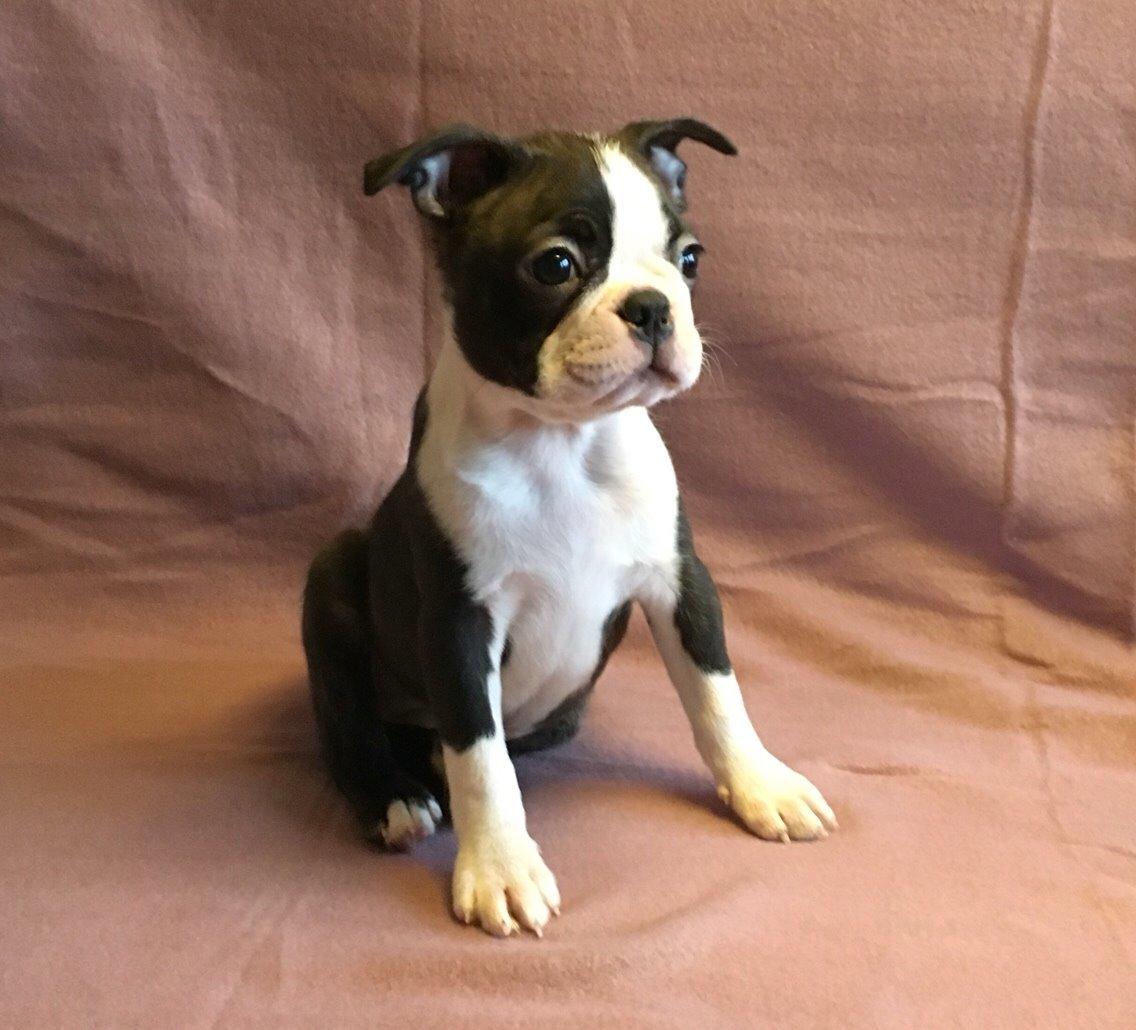 Boston terrier Hearts with Loves Feodora billede 16