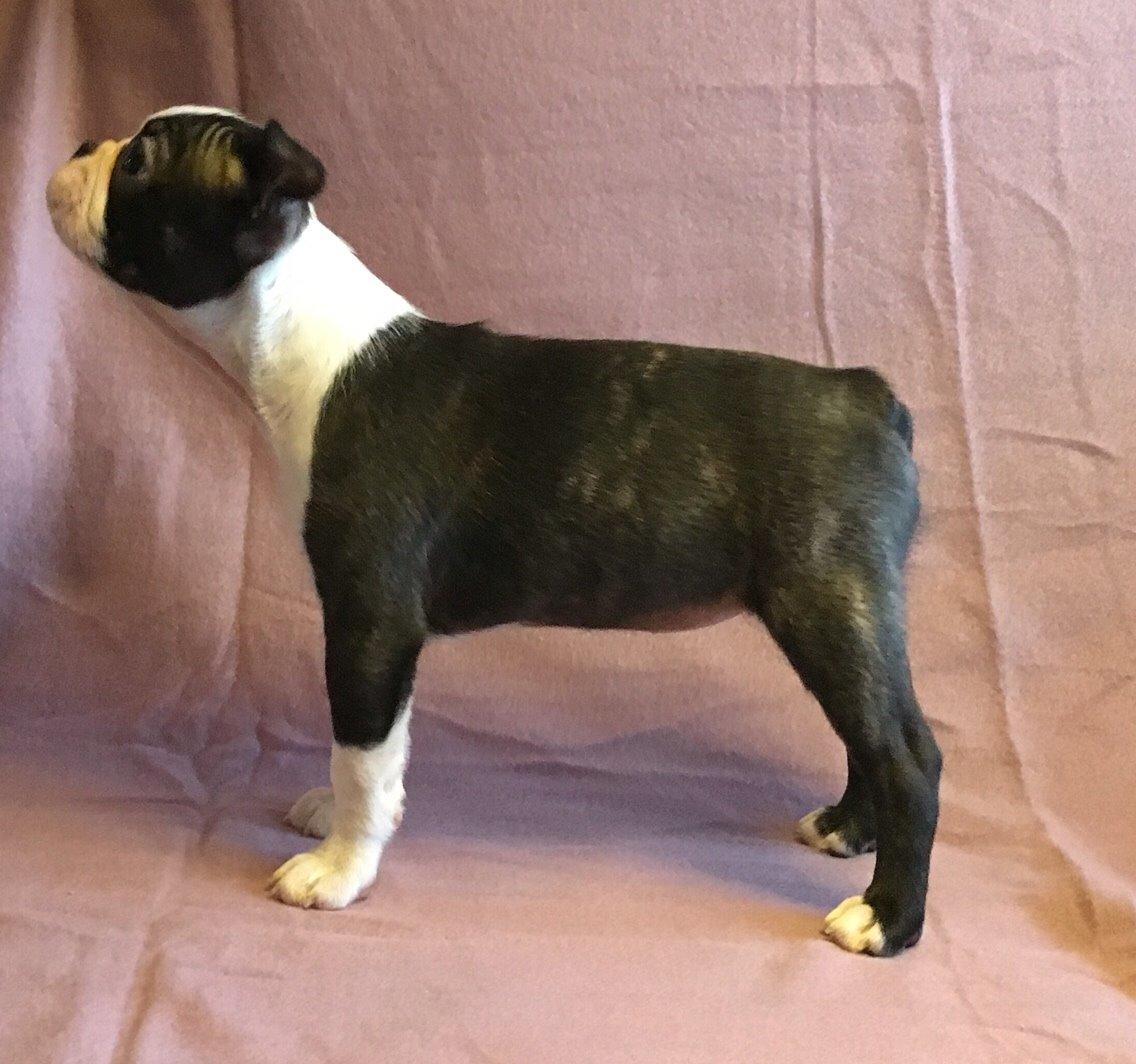 Boston terrier Hearts with Loves Feodora billede 17