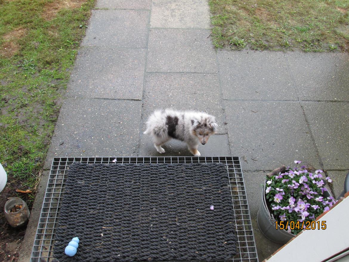 Shetland sheepdog Poulsgaards Heisa Kite - Ditte billede 1