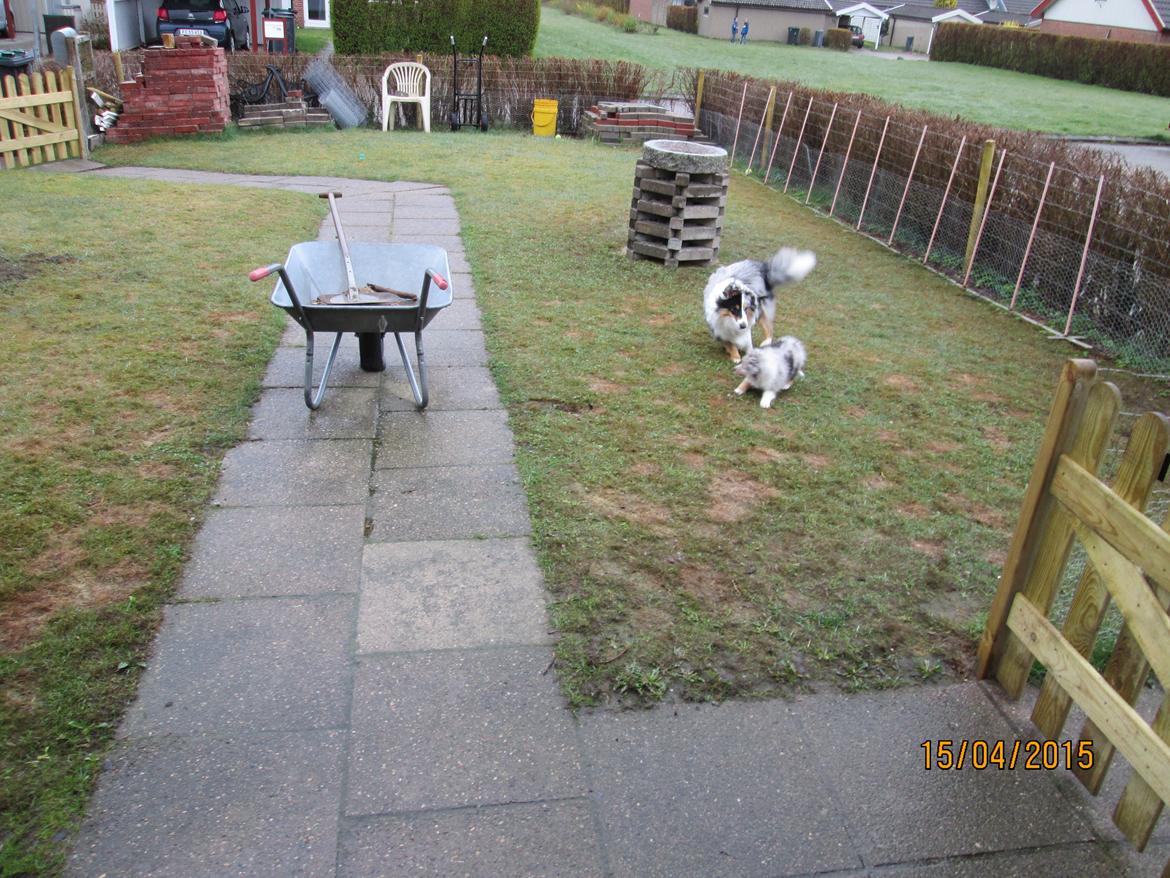 Shetland sheepdog Poulsgaards Heisa Kite - Ditte billede 2