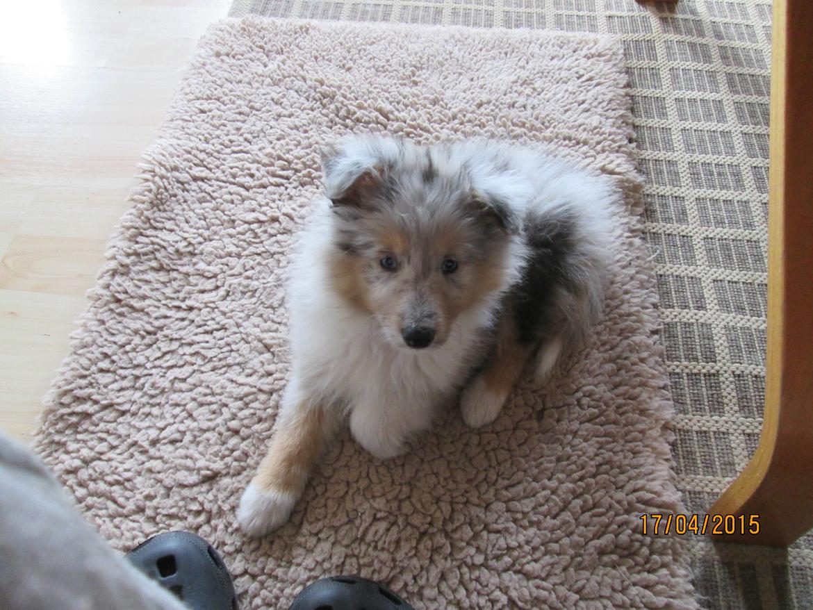 Shetland sheepdog Poulsgaards Heisa Kite - Ditte billede 3