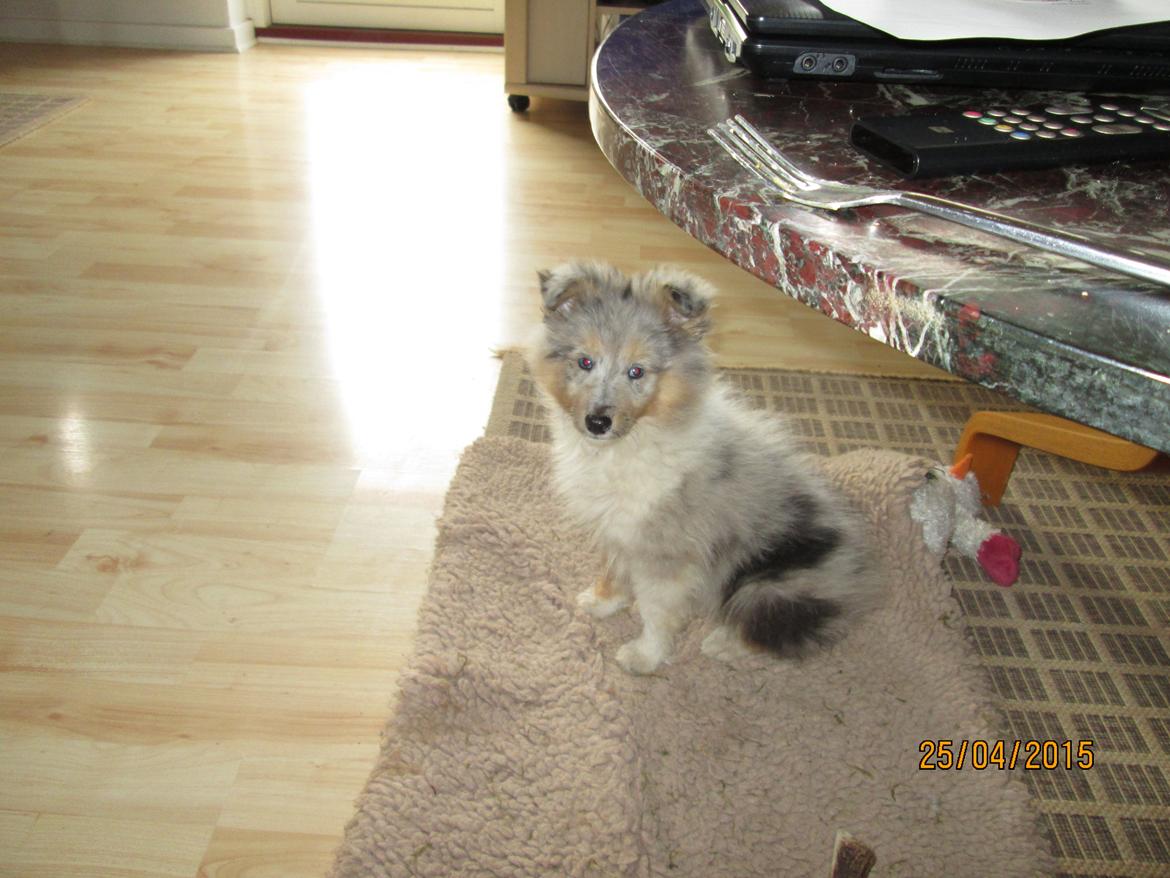 Shetland sheepdog Poulsgaards Heisa Kite - Ditte billede 5