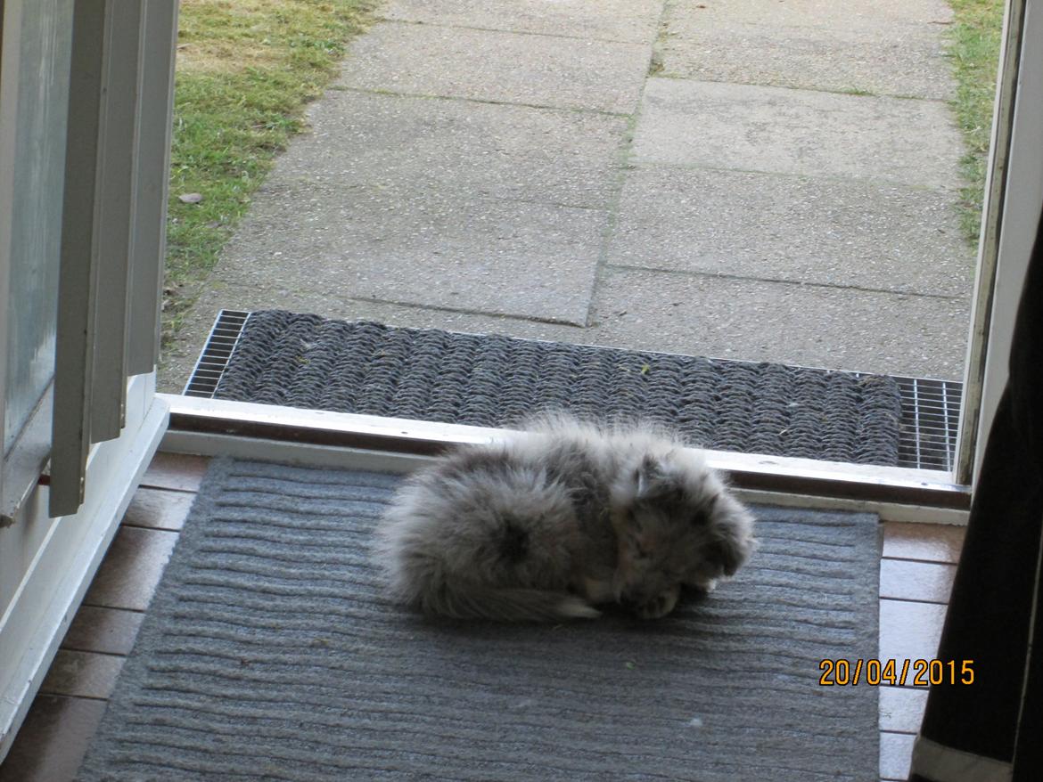 Shetland sheepdog Poulsgaards Heisa Kite - Ditte billede 4