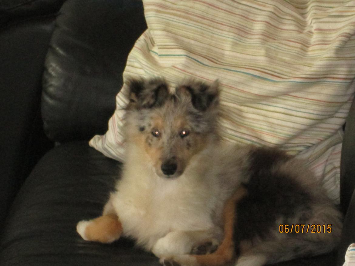 Shetland sheepdog Poulsgaards Heisa Kite - Ditte billede 6
