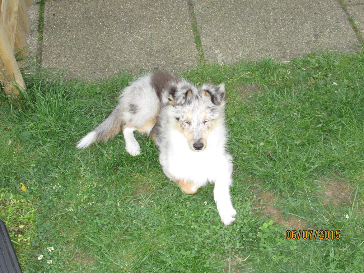 Shetland sheepdog Poulsgaards Heisa Kite - Ditte billede 7