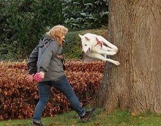 Hvid Schweizisk Hyrdehund Lilo billede 5