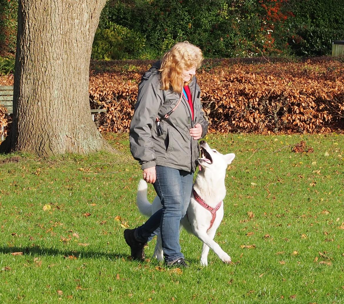 Hvid Schweizisk Hyrdehund Lilo billede 25