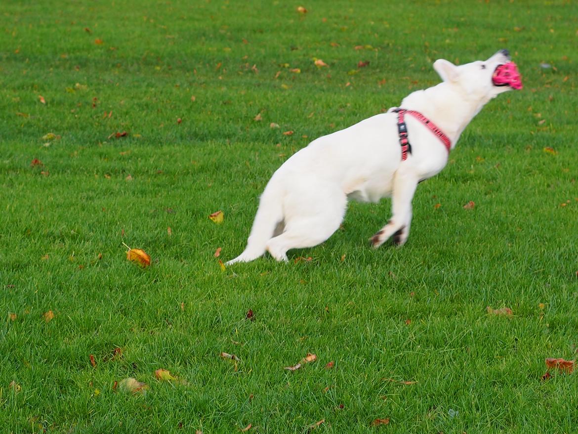 Hvid Schweizisk Hyrdehund Lilo billede 26