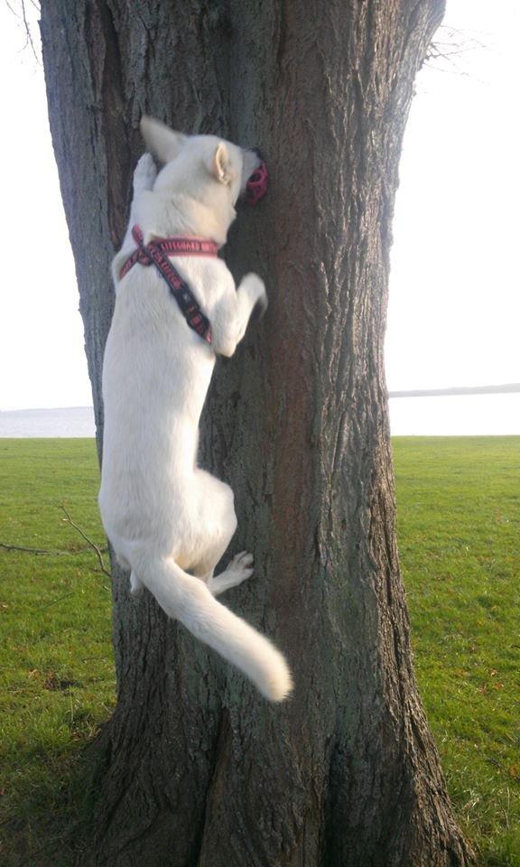 Hvid Schweizisk Hyrdehund Lilo billede 3