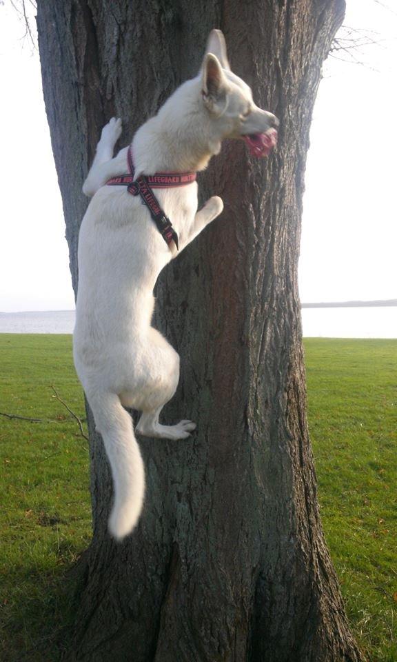 Hvid Schweizisk Hyrdehund Lilo billede 27